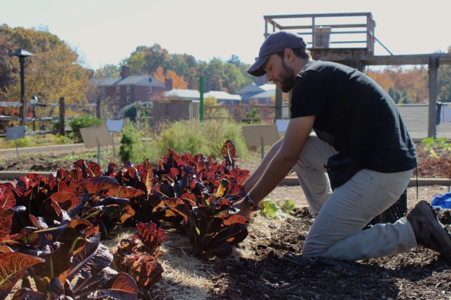 Tim Sharp, a sophomore Art major harvests Red Romaine lettuce as part of his job at the Furman Farm